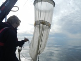 Plankton studies to understand the Baltic Sea food web