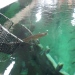 En torsk flyttar in i det stora rovfiskakvariet. Den fiskades upp i Blekinge, och simmade ut inför TV4s kameror. Foto: Skansen