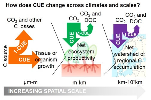 SCALING CARBON-USE EFFICIENCY FROM THE ORGANISM- TO THE GLOBAL-SCALE