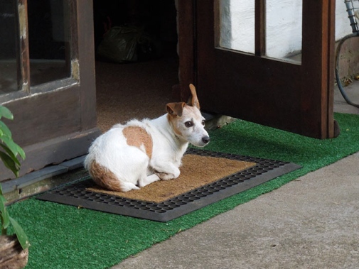 Dog laying on matt outside a door