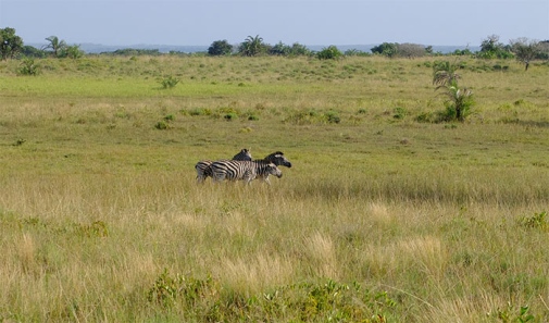 zebras in the grass