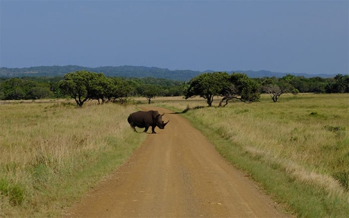 rhinoceros crossing road
