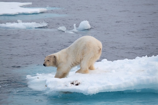 Polar bear on a little iceberg