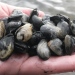 Baltic clams (Macoma balthica) have increased due to the eutrophication of the Baltic Sea in areas unaffected by oxygen deficiency. Photo: Eva Ehrnsten.