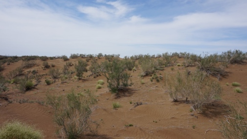 desert-steppes in the southern Gurbantunggut Desert