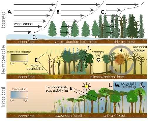 Illustration, three levels of trees