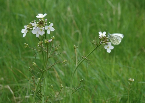 Grass and a couple of white flowers with white butterflies