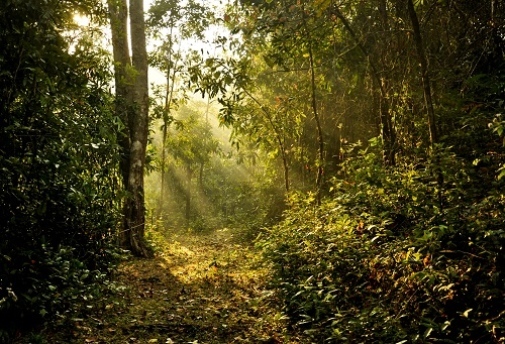 sagolikt bild av skog, med solstrålar som skinner in mellan träden