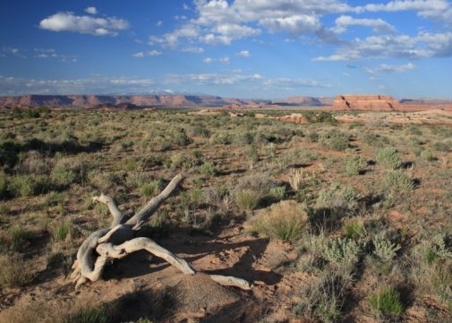 Dryland vegetation in Utah, US. Photo: Stefano Manzoni